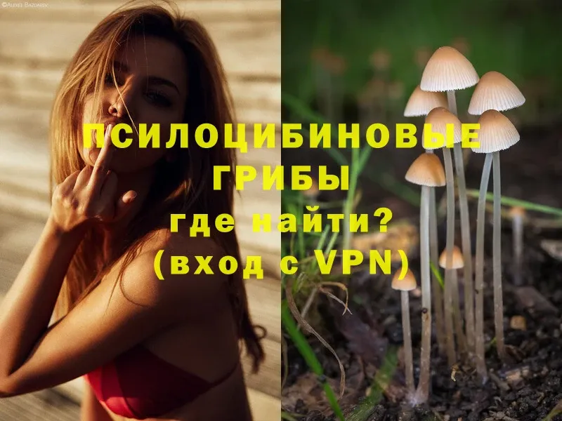 Псилоцибиновые грибы Psilocybine cubensis  Бирюч 